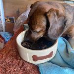 Dachshund Superfood Trout with Salmon Kibble - Light Recipe - Adult