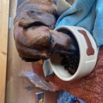 Dachshund Superfood Trout with Salmon Kibble - Light Recipe - Adult