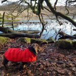 Dachshund Superfood Yak Snack Dog Chews