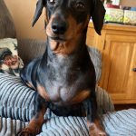 Dachshund Superfood British Free Range Chicken Kibble - Adult