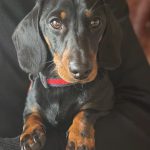 Dachshund Superfood British Free Range Chicken Kibble - Adult