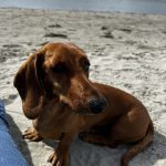 Dachshund Superfood British Free Range Chicken Kibble - Adult