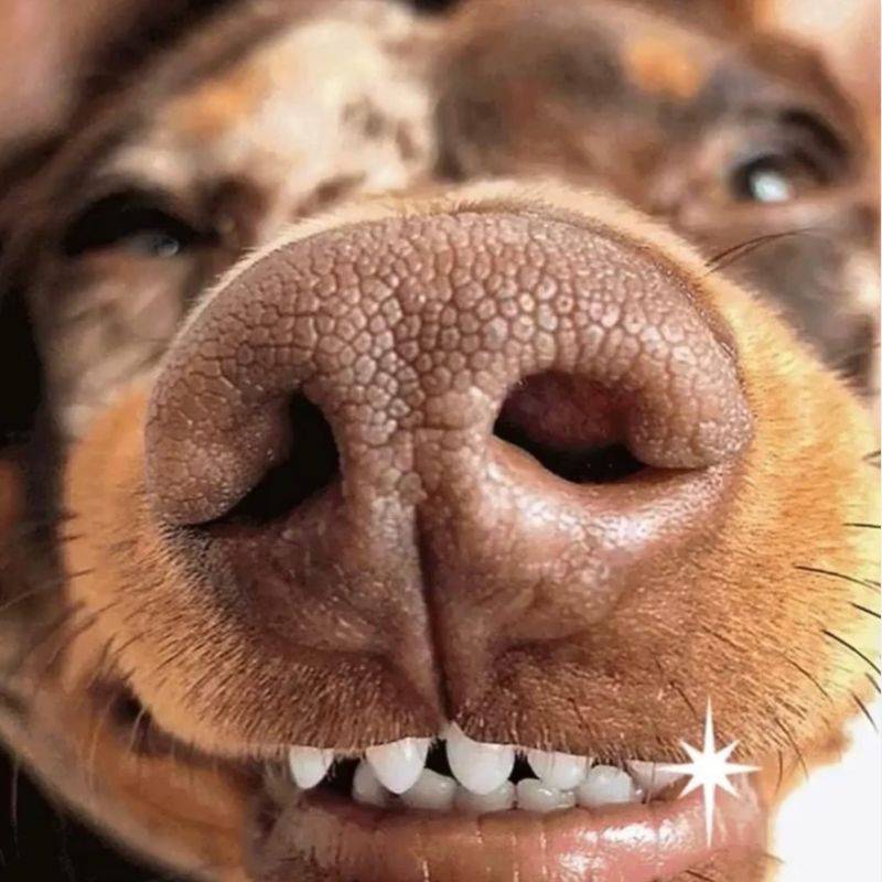 Dachshund Superfood Dental Dog Treats - Image 4