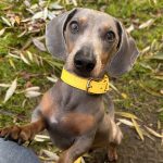 Dachshund Superfood British Free Range Chicken Kibble - Adult