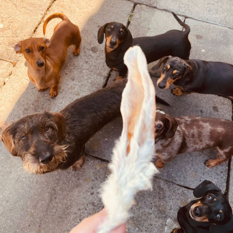 Furry Rabbit Ears - Dachshund Chews - Image 2