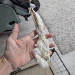 Furry Rabbit Ears - Dachshund Chews