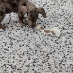 Furry Rabbit Ears - Dachshund Chews