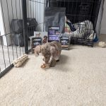 Furry Rabbit Ears - Dachshund Chews