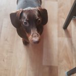 Dachshund Superfood Turkey Kibble - Light Recipe - Adult/Senior