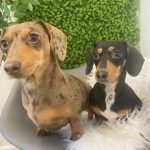 Furry Rabbit Ears - Dachshund Chews