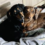 Furry Rabbit Ears - Dachshund Chews