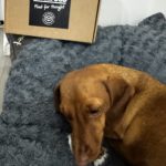 Furry Rabbit Ears - Dachshund Chews