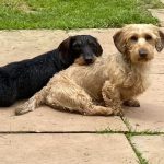 Dachshund Superfood Turkey Kibble - Light Recipe - Adult/Senior