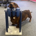 Dachshund Superfood Turkey Kibble - Light Recipe - Adult/Senior