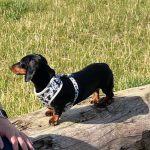 Split Antlers (pack of 2)