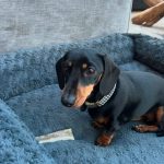 Split Antlers (pack of 2)