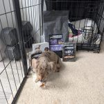 Dachshund Superfood Turkey Kibble - Puppy