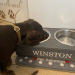 Dachshund Superfood Turkey Kibble - Puppy