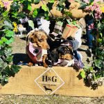 Dachshund Superfood Turkey Kibble - Puppy