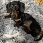 CALM Organic Hemp Oil for Dogs