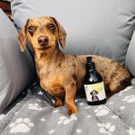 CALM Organic Hemp Oil for Dogs