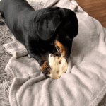 Puffed Up Piggy Chews