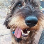 Split Antlers (pack of 2)