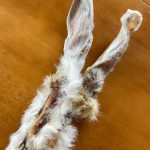 Furry Rabbit Ears - Dachshund Chews