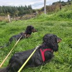 Split Antlers (pack of 2)