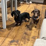 Dachshund Superfood Skin and Coat Dog Treats