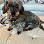 Dachshund Superfood Trout with Salmon Kibble - Light Recipe - Adult