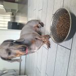 1 x Superfood and Vet Recipe Sample