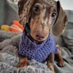 1 x Superfood and Vet Recipe Sample