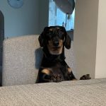 1 x Superfood and Vet Recipe Sample