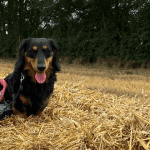 1 x Superfood and Vet Recipe Sample