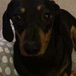 1 x Superfood and Vet Recipe Sample