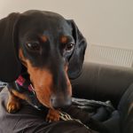 1 x Superfood and Vet Recipe Sample