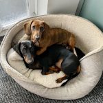 1 x Superfood and Vet Recipe Sample