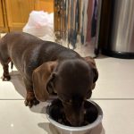 1 x Superfood and Vet Recipe Sample