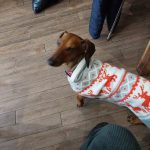 1 x Superfood and Vet Recipe Sample