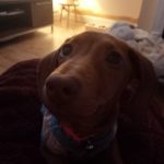 1 x Superfood and Vet Recipe Sample