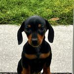 Mealtime Magic - Adult Samples