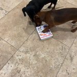 Dachshund Superfood Salmon and Sweet Potato Wet Tray Dog Food