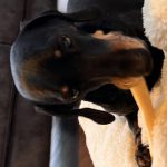 Sausage Dog Moose Hide Chews