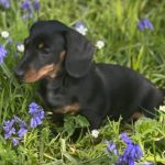 Puppy Chicken Bake with Brown Rice & Veggies Wet Tray Dog Food