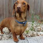 Mealtime Magic - Adult Samples