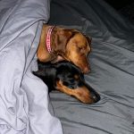 Mealtime Magic - Adult Samples