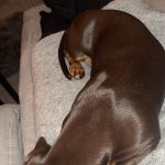 Mealtime Magic - Puppy Samples