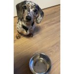 Mealtime Magic - Puppy Samples