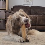 Sausage Dog Moose Hide Chews